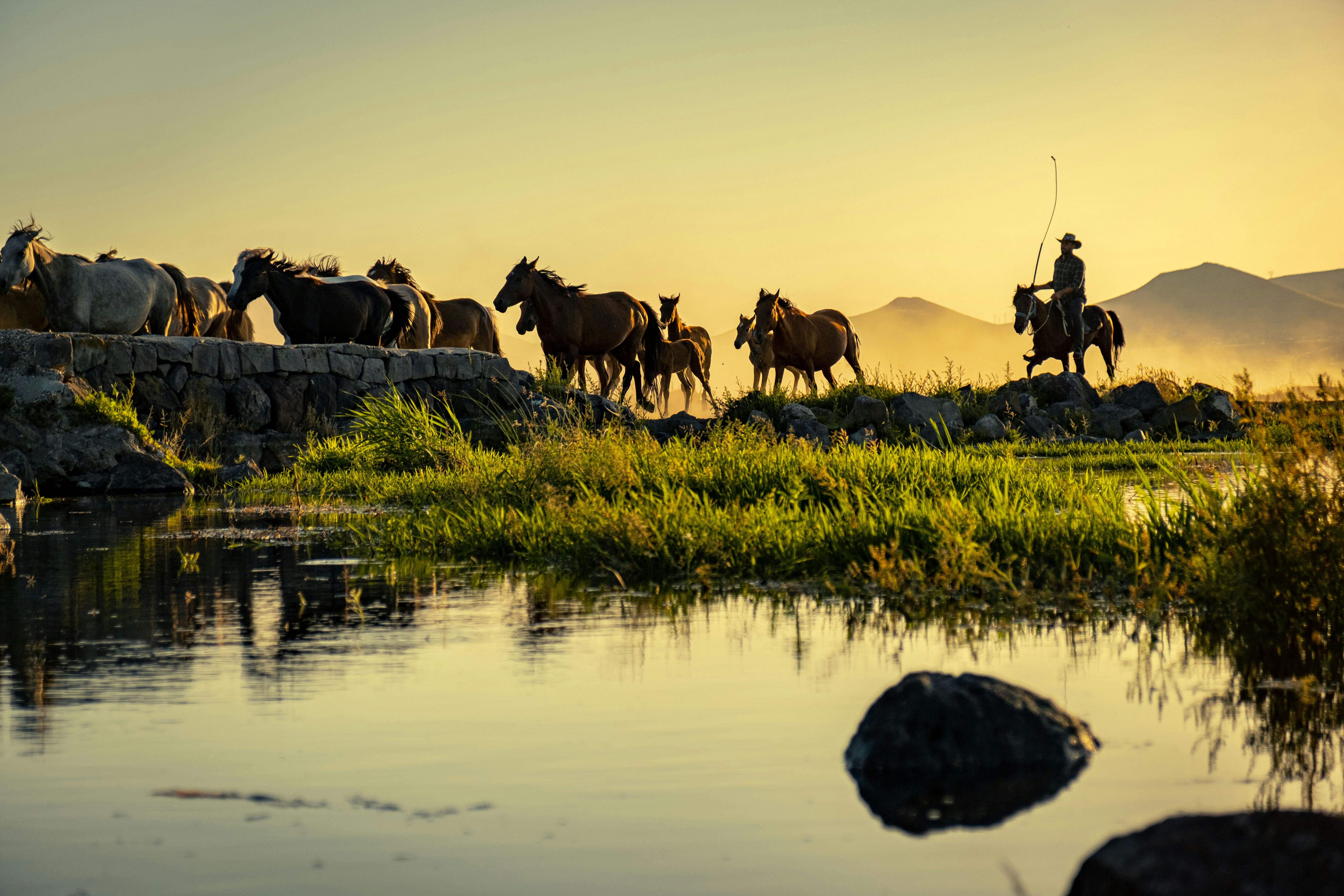 Horses and rider moving through golden ranch land